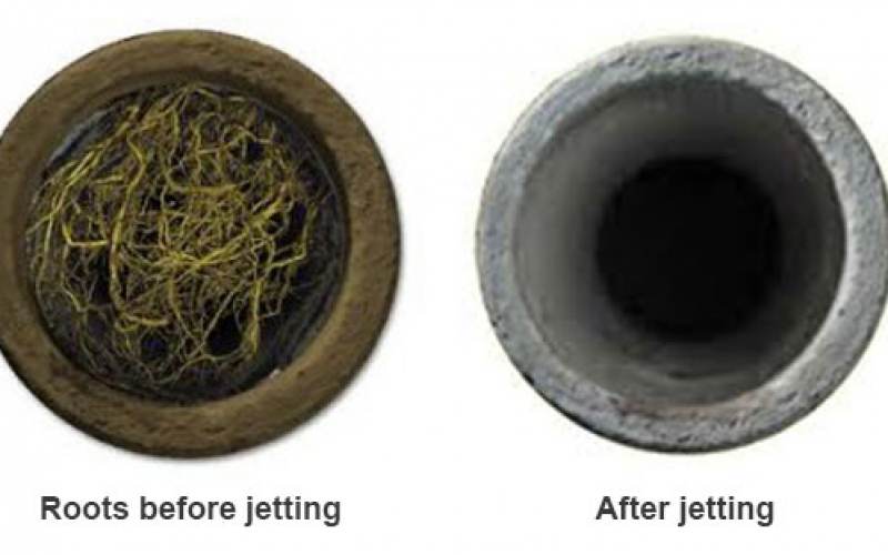 Before and After Example of Root Removal